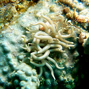 Nudibranch: Phyllodesmium briareum