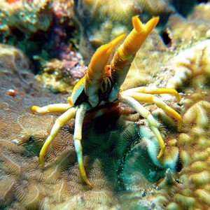 Elegant Squat Lobster (Allogalathea elegans)