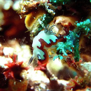 Nudibranch: Goniobranchus fidelis
