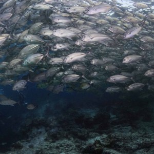 Sipadan 2011