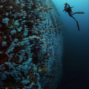 Fiji 2011
