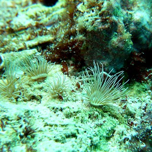 Nudibranch: Phyllodesmium briareum