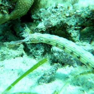 Reeftop Pipefish (Corythoichthys haematopterus)