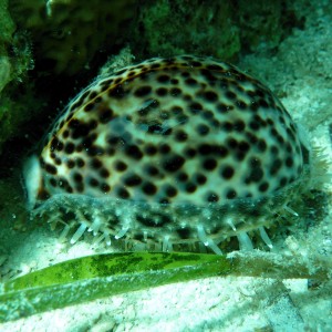 sea snail: Cypraea tigris