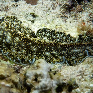Spotted black flatworm (Acanthozoon sp.)