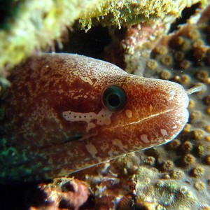 Moray eel: ?