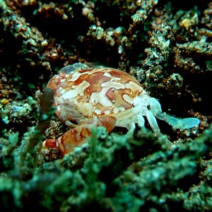 unknown tiny crab
