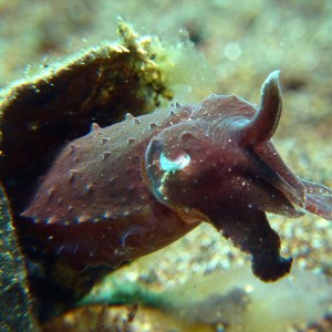 Sepia: dwarf cuttlefish