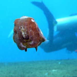 Sepia: Dwarf cuttlefish