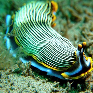 Nudibranch: Armina (sp. ?)