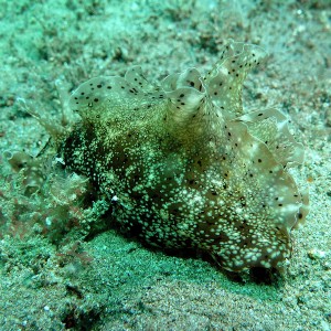 Nudibranch: Aplysia kurodai