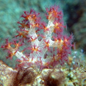 Tiny soft coral