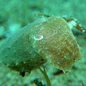 dwarf cuttlefish