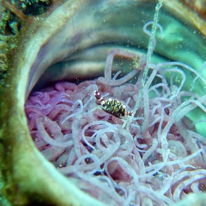 unknown crab in tube anemone