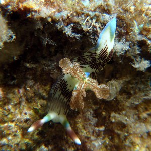 Nudibranch: Nembrotha lineolata