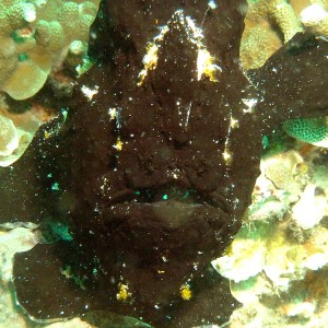 Black Frog Fish