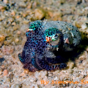 Marine Life around the Gili Islands, Indonesia