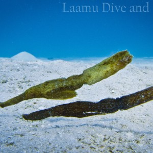 Laamu Atoll, Thundi  (House Reef)
