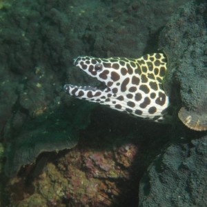 Honeycomb Moray