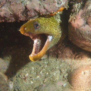 Moray