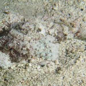 Scorpionfish