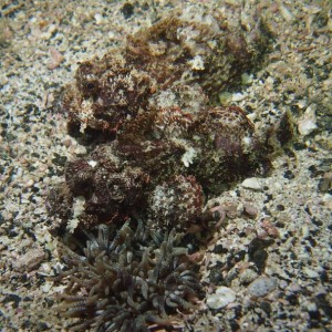 Two Scorpionfish