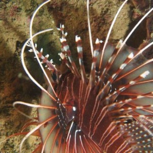 Lionfish in the Al Munissir wheelhouse