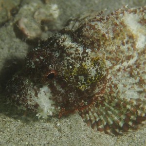 Scorpionfish