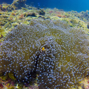 Gopro Photos