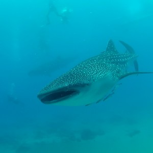 Gopro Photos