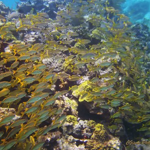 Reef and Fish
