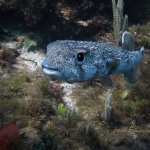 Pufferfish