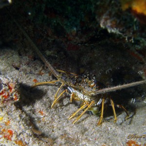 Spiny Lobster