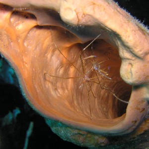 Arrow Crabs in a tube