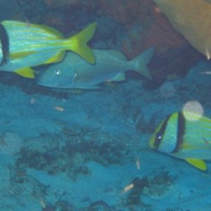 porkfish