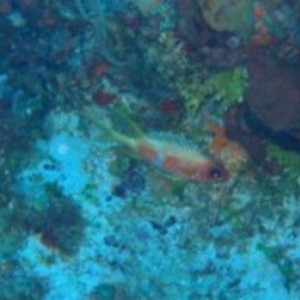 squirrelfish