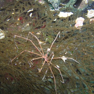 Arrow Crab