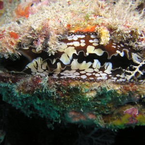 Mantle of a thorny Atlantic oyster