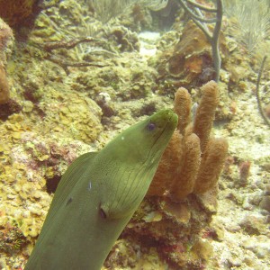 Green Moray