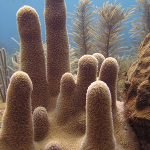 Pillar Coral