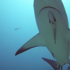 Reef Shark