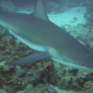 Another reef shark