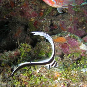 Juv. Drum and Squirrelfish