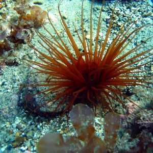 Anemone