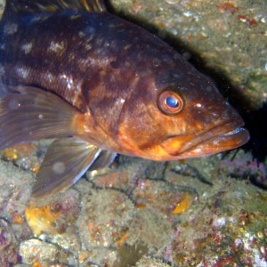 Calico Bass