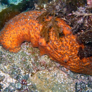 Sea Cucumber