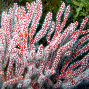 Gorgonian