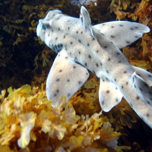 Horn Shark1