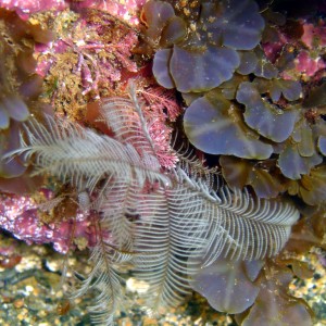 Tube Worm