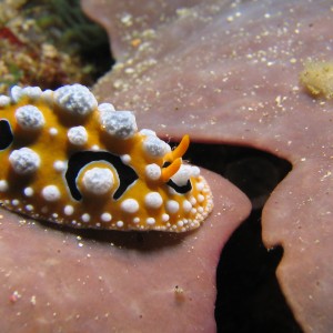 Nudibranch on Coral